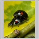 Exochomus quadripustulatus - Vierfleckiger Kugelmarienkaefer 09.jpg